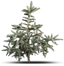 Abies pinsapo 'Glauca', Non fleurie (Année de plantation)